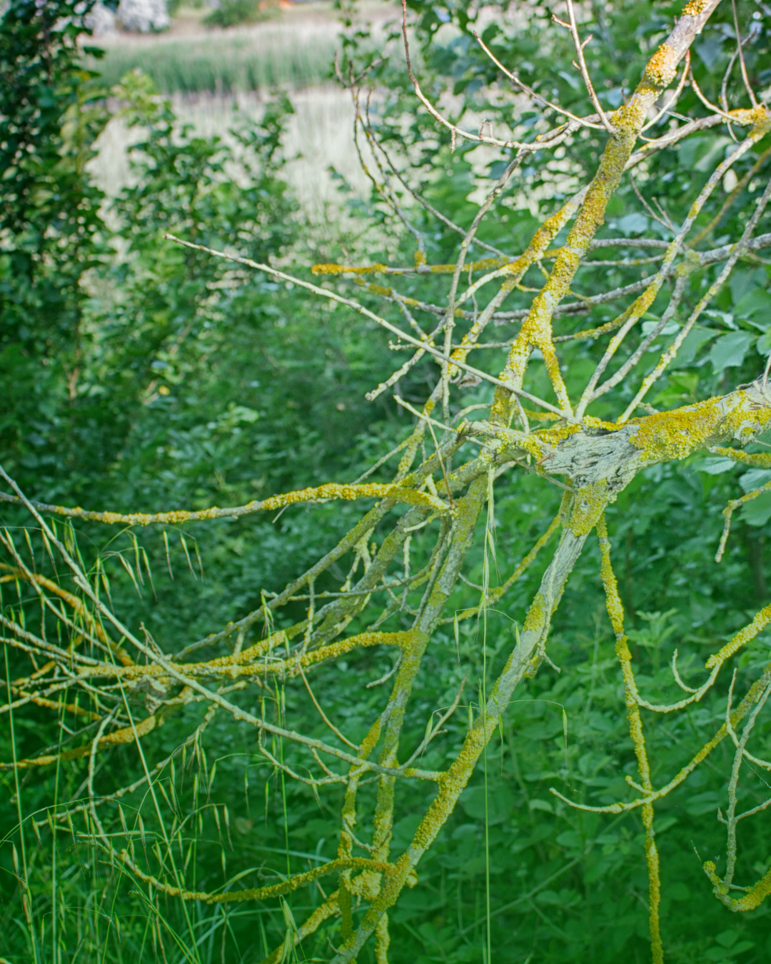 Bound to Nature shibari garden with Deva Moksha & Sonyamoria PL/ENG - obrazek 7